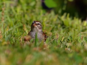 Chipping Sparrow Found Some Seeds