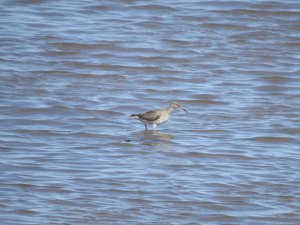 Redshank