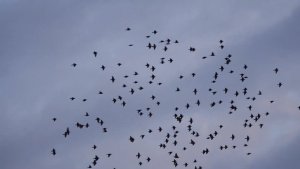 Murmuration Starlings (Sturnus vulgaris)