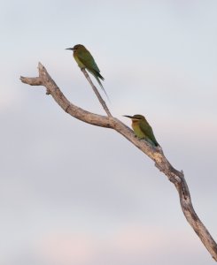 Blue-tailed Bee-eaters