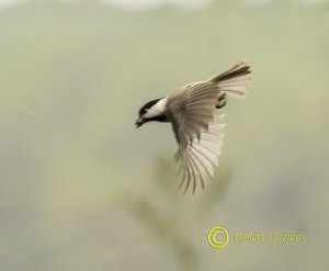 Carolina Chickadee