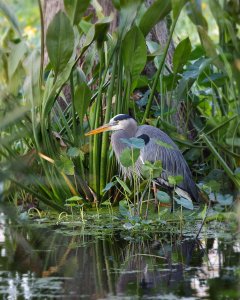 Great Blue Heron