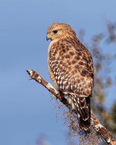 Red Shouldered Hawk