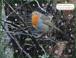 Christmas Greetings to all my friends at Birdforum