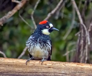 Acorn Woodpecker