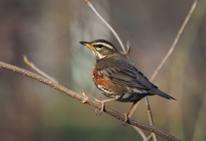 Redwing