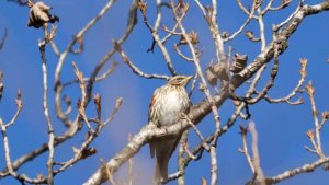 Birdwatching in the ivy -part 1-