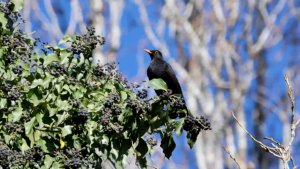 Birdwatching in the ivy -part 2-