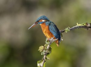 Kingfisher