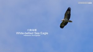 White-bellied Sea-Eagle, Borneo