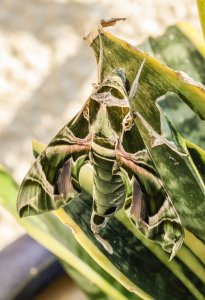 Oleander Hawk-moth