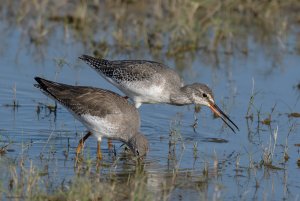 Common and Spotted Redshank.