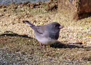 Dark-eyed Junco