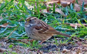 White-throated Sparrow