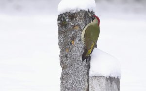 European green woodpecker