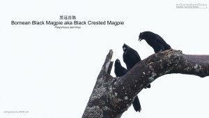 Trio Bornean Black Magpie, Borneo