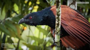 Greater Coucal, Borneo