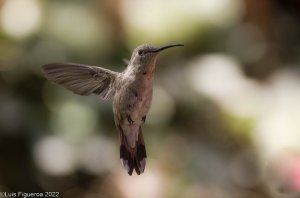 Oasis Hummingbird-1-7.jpg