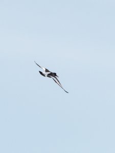 Eurasian oystercatcher in flight