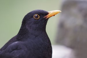 Blackbird Portrait 3042