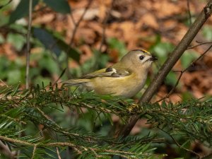 Goldcrest - attention!