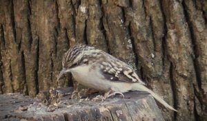 Brown Creeper is back