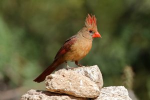 Northern Cardinal Female