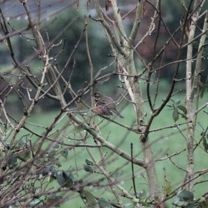 Lifer - Redwing