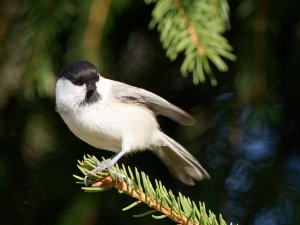 Willow tit