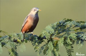Starling