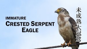 Immature Crested Serpent Eagle, Borneo