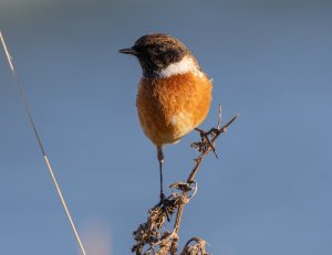 stonechat