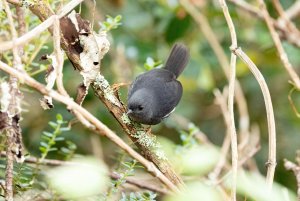 Loja Tapaculo