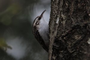 Short-toed treecreeper