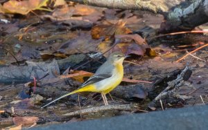 Grey Wagtail