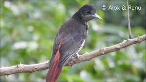 Himalayas-660 : Maroon Oriole : Ultra closeup : Amazing Wildlife of India by Renu Tewari and Alok Tewari