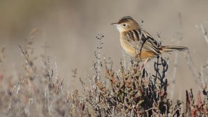 zitting cisticola