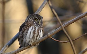 Triangles and a Pygmy Owl