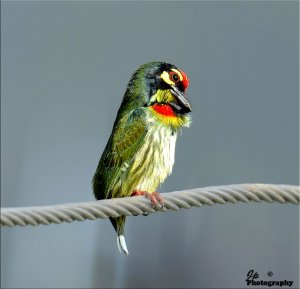 Coppersmith Barbet