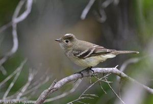 White-crested Elaenia-2.jpg