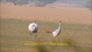 Lakescape-835 : Amazing Wildlife of India by Renu Tewari and Alok Tewari : Sarus pair calling