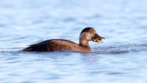 Common Scoter (♀)