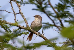 Chinchipe Spinetail