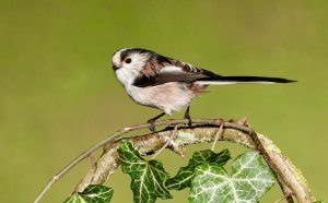 Long-tailed tit.