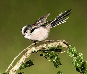 A long-tailed tit impatient for its dinner.