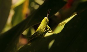 Green spur-throated locust