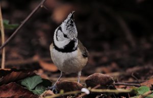 Crested tit