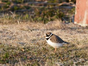 Ringed plover