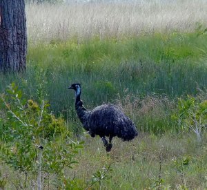North NSW Coastal Emu
