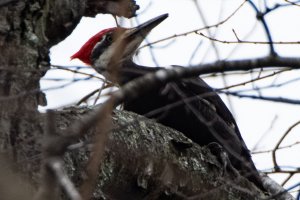 Pileated Woodpecker on New Year's Day